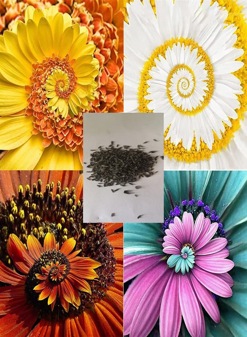 جي جوت كيس واحد من بذور الأقحوان الحلزونية، بذور زهرة المعجزة النادرة، بذور زهرة الأقحوان المعجزة بألوان مختلطة للحديقة - Image 1