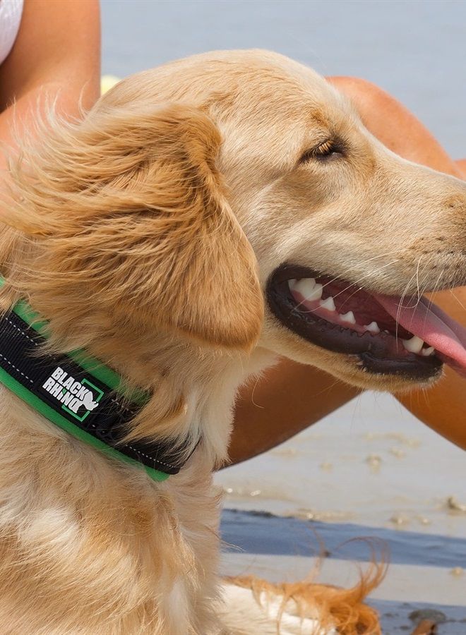 Black Rhino The Comfort Collar Ultra Soft Neoprene Padded Dog Collar for All Breeds - Heavy Duty Adjustable Reflective Weatherproof (Large, Green/Bl)