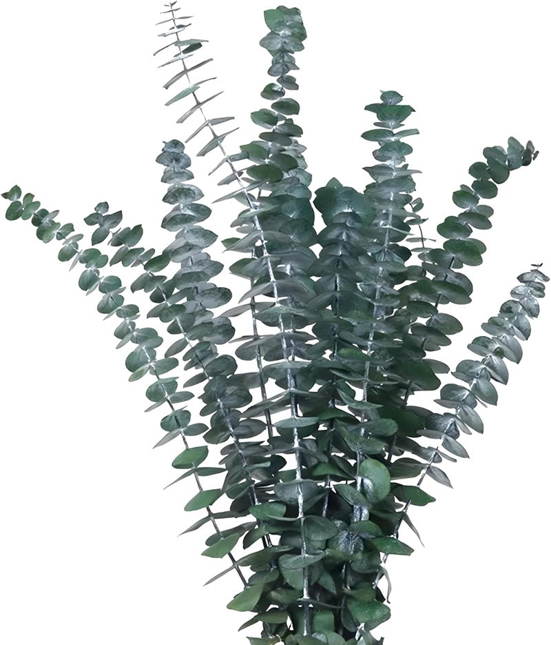 CENELO Dried Eucalyptus Bundle  12 Pcs  17 Inch Fresh Natural Stems for Home Decor Flower Arrangement Wedding  Green 