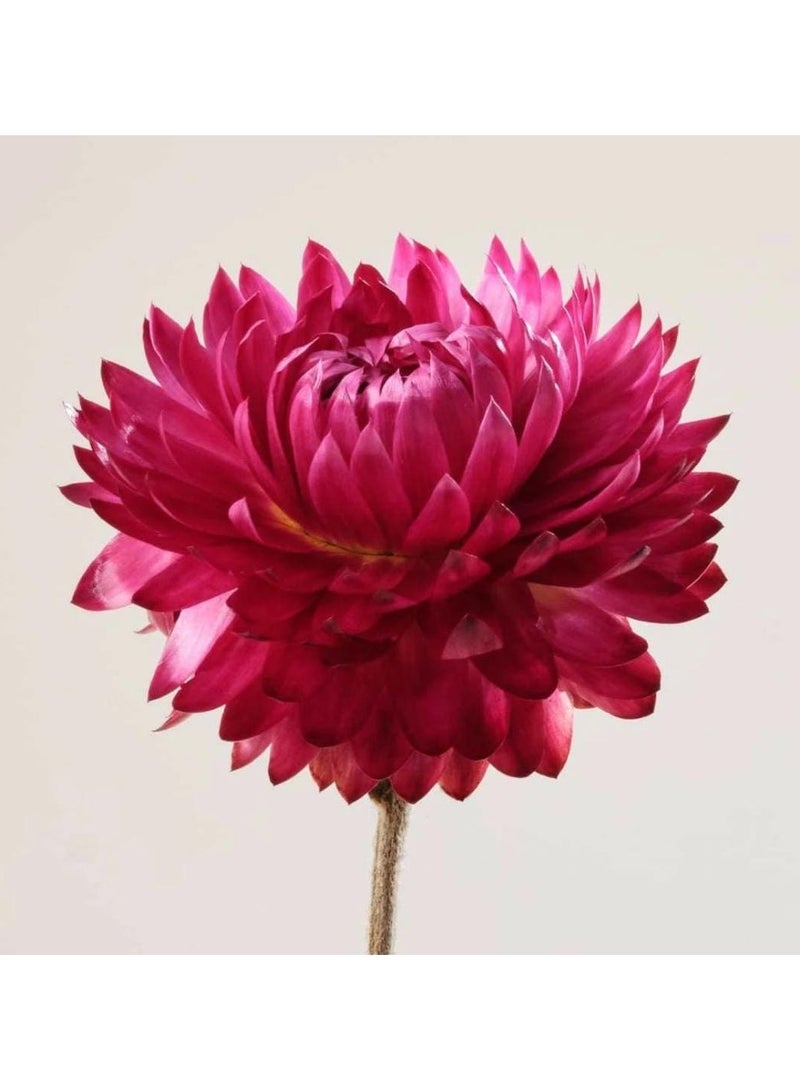 بايوت سيروم بايوت رقم 2 المهدئ بزيت البتلة المضاد للاحمرار 30 مل - Image 3