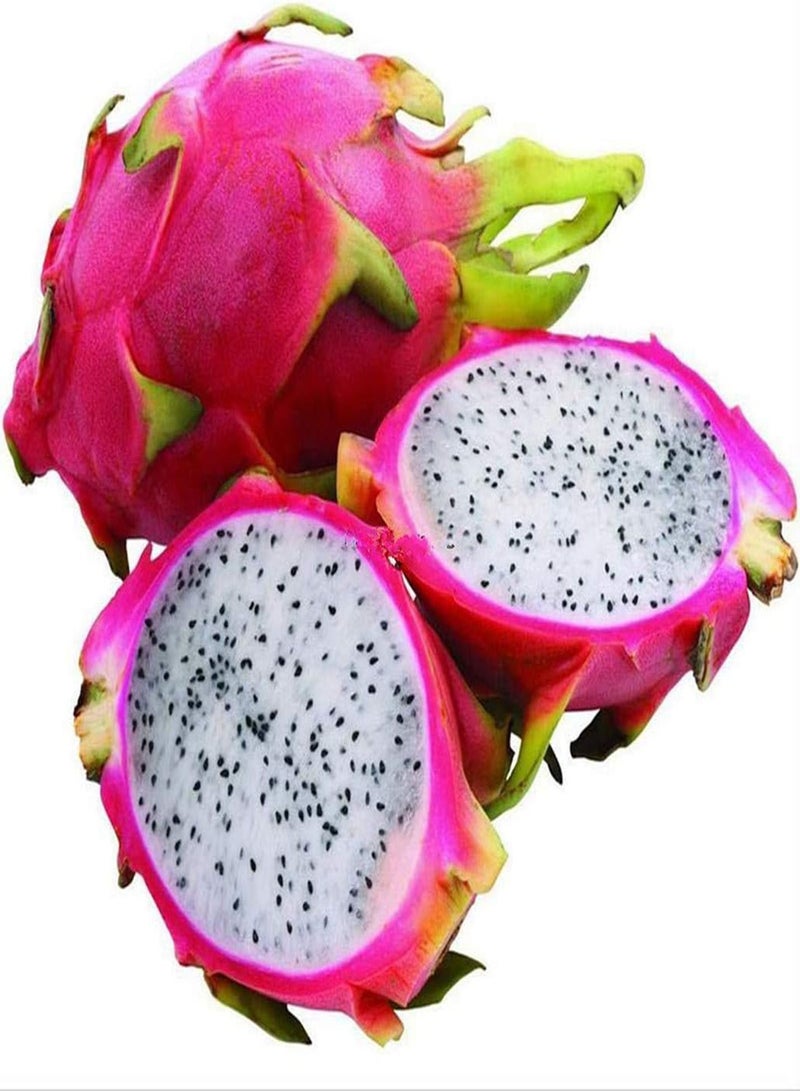 جي جوت 100Stück Pitaya Samen Drachenfrucht Starkes Aroma Süß und verlockend Brauchen Nicht viel Pflege genießen Sie Freude an der Ernte Starke Zierpflanze - Image 1