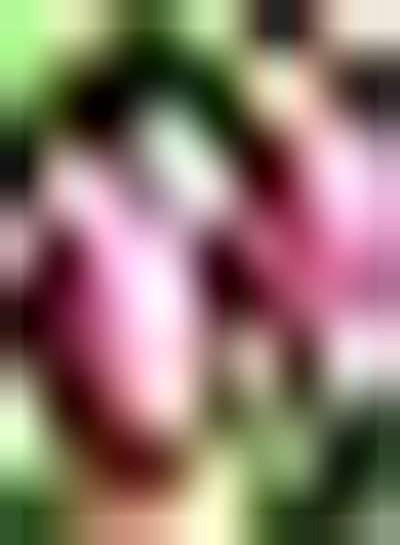 جي جوت 100Stück Pitaya Samen Drachenfrucht Starkes Aroma Süß und verlockend Brauchen Nicht viel Pflege genießen Sie Freude an der Ernte Starke Zierpflanze - Image 3