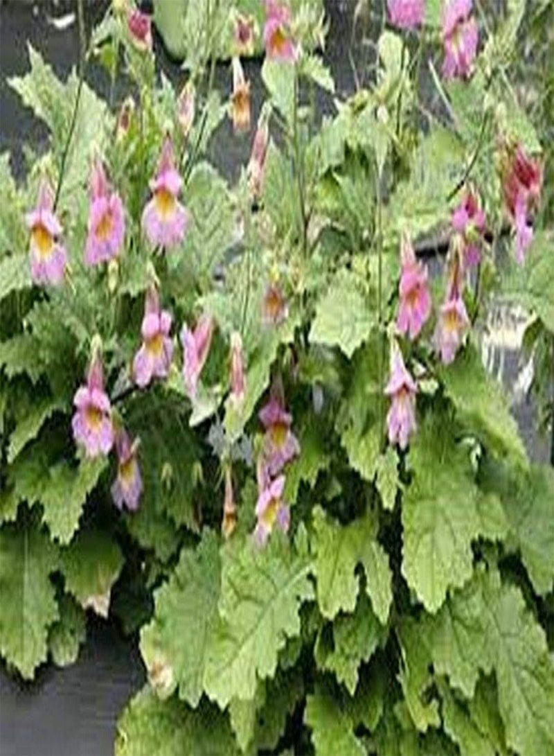 جي جوت قفاز الثعلب - صيني - ريهمانيا أنجولاتا - بنفسجي وردي - 100 بذرة - Image 2