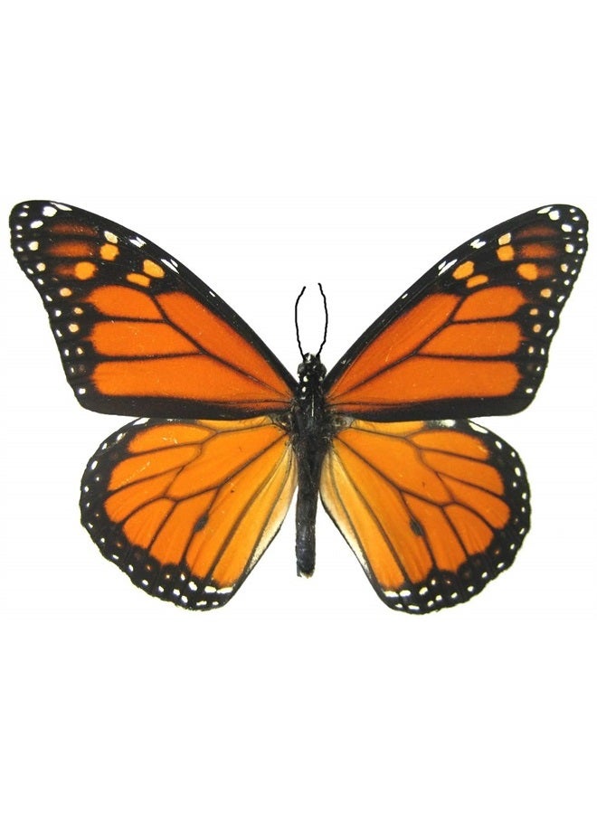 Butterfly Utopia 6 Large Monarch Butterfly Temporary Tattoos by Butterfly Utopia