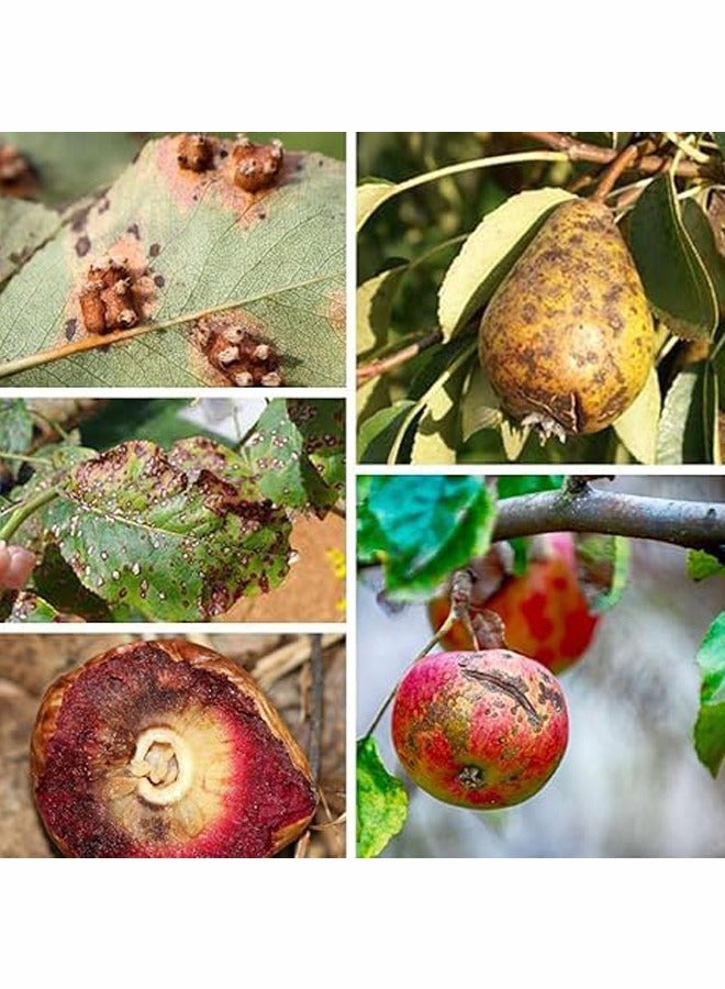 Generic Poltiglia 20 PB Manica Fungicide Pesticide For Fruits, Plants & vegetables 1 KG Made In Italy - Image 2