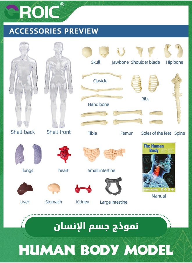 GROIC نموذج جسم الإنسان للأطفال، نموذج تشريحي تفاعلي مع العظام والأعضاء والعضلات، ومخطط الوقوف والهوية، وأدوات دراسة التشريح وعلم وظائف الأعضاء، وألعاب علمية تعليمية للأطفال  - Image 2