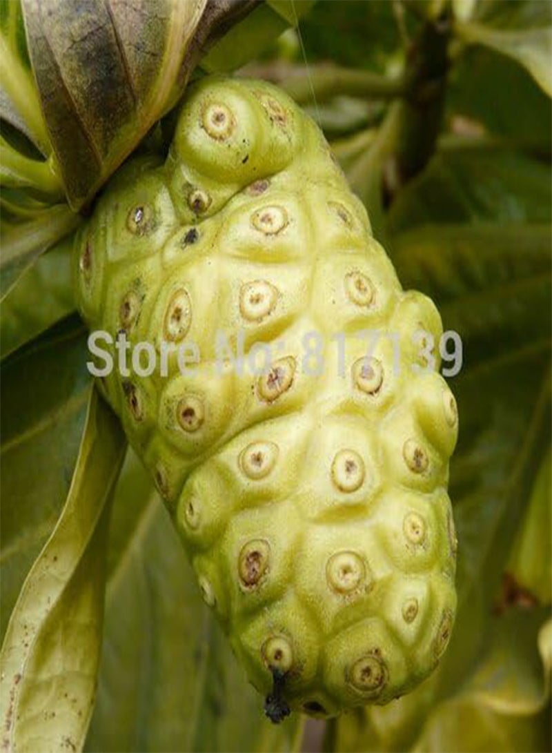 GGOOT New Home Garden Plant 5 Seeds Morinda citrifolia, Noni, Indian Mulbery Fruit Seeds - Image 2