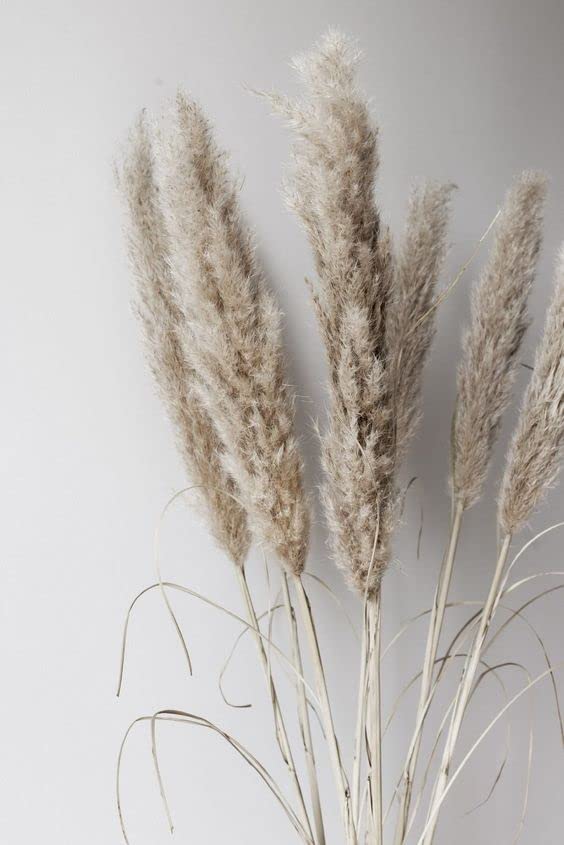 Vanchai Grey Pampas Grass Large Light Coloured Dry Reeds Plumes 25 Stems - Image 2
