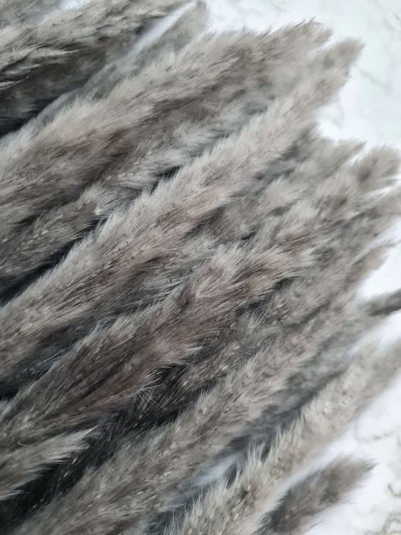 Vanchai Grey Pampas Grass Large Light Coloured Dry Reeds Plumes 25 Stems - Image 1