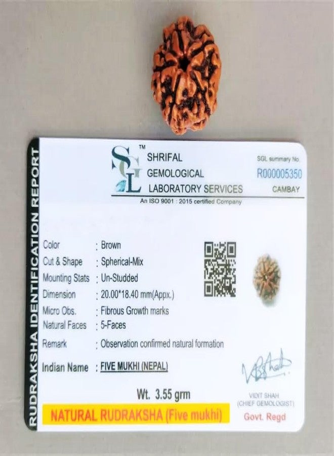 EDMIRIA Original Nepali Five Faced / 5 Mukhi Rudraksha Bead Certified Natural 5 Faced Rudraksha (Brown) - Image 5