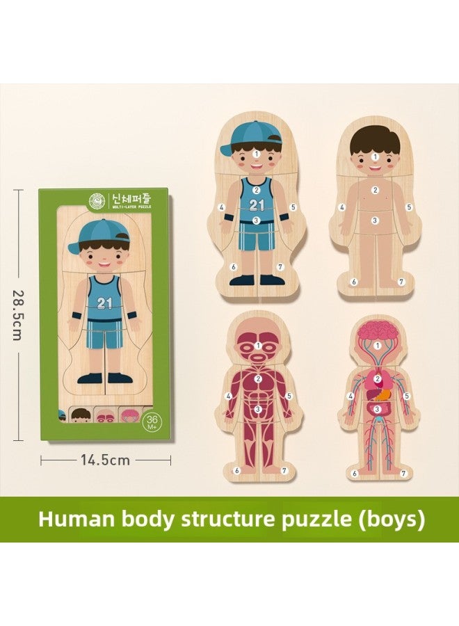 لوحة ألغاز خشبية متعددة الطبقات من GoryeoBaby للأولاد والبنات، ألغاز هيكل الجسم للأطفال، ألعاب التعليم المبكر التنوير - اللون: هيكل جسم الإنسان (الصبي) - Image 1