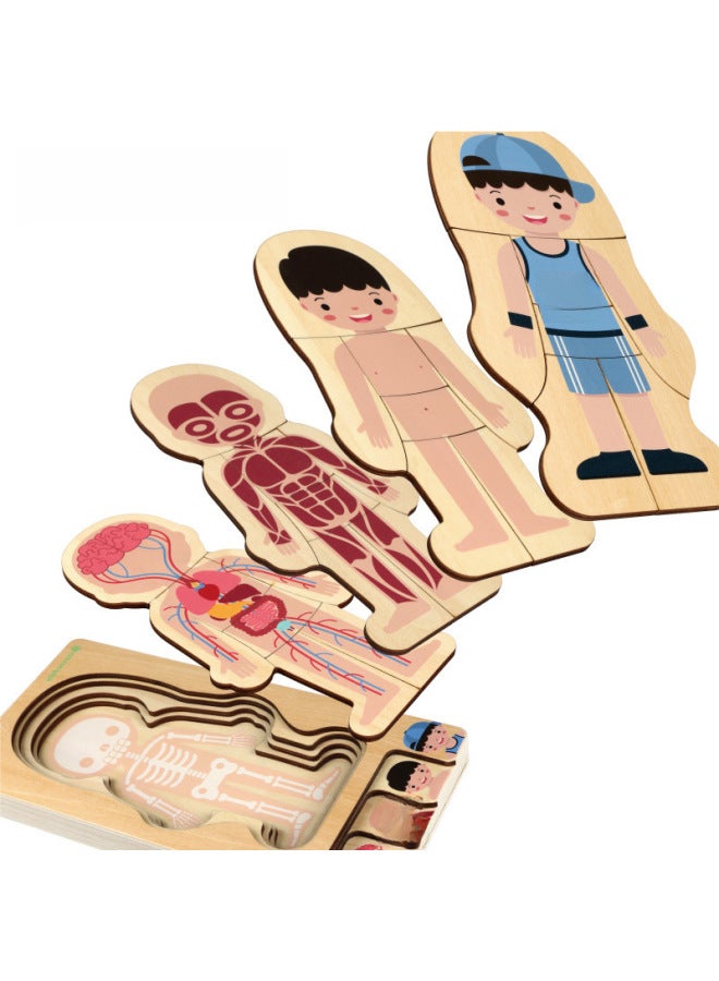 لوحة ألغاز خشبية متعددة الطبقات من GoryeoBaby للأولاد والبنات، ألغاز هيكل الجسم للأطفال، ألعاب التعليم المبكر التنوير - اللون: هيكل جسم الإنسان (الصبي) - Image 5