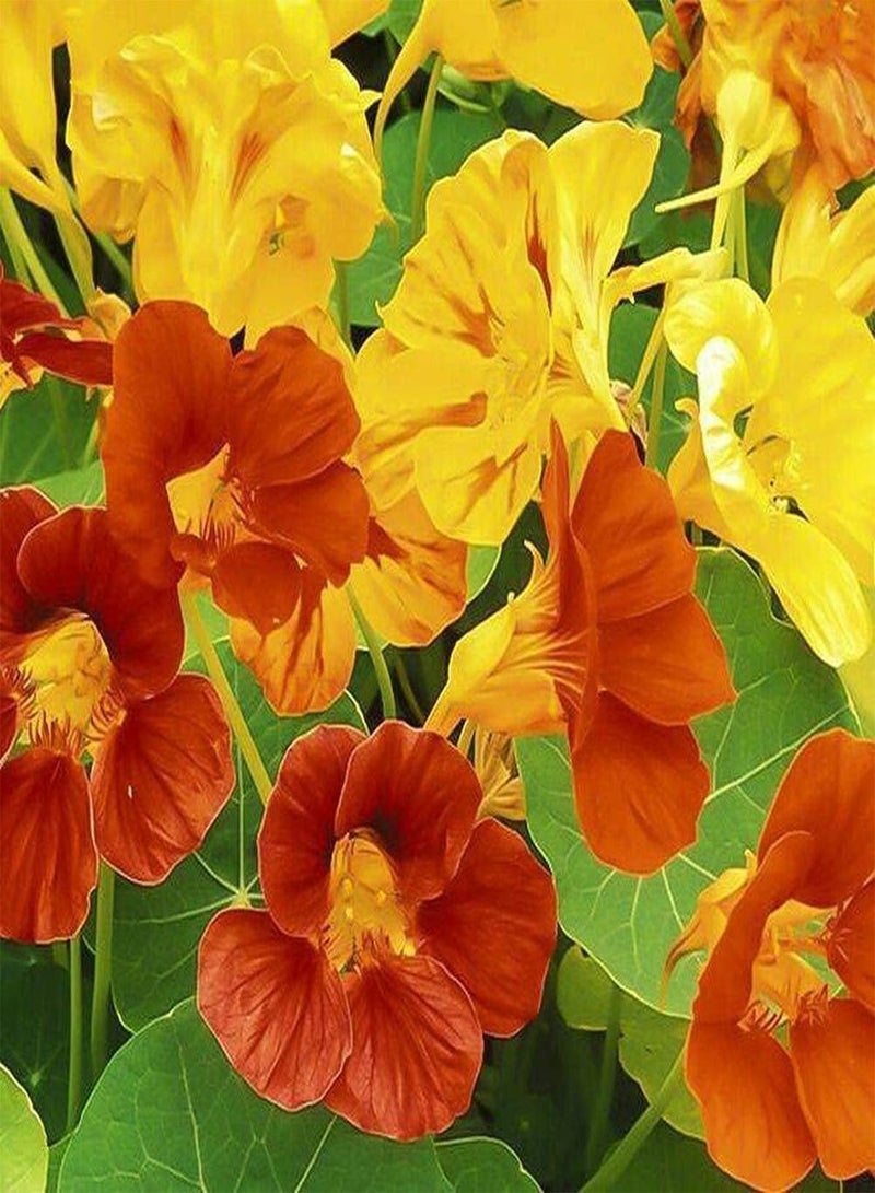 GGOOT 300Pcs Mix Nasturtium Seeds Easy to Care Entry Level Vine Flowers Rely on Rockery to Climb Grow Low Maintenance Planting Simple - Image 4