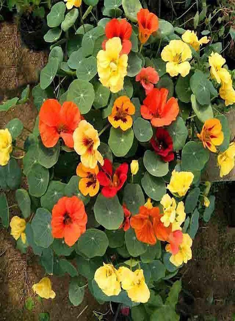 GGOOT 300Pcs Mix Nasturtium Seeds Easy to Care Entry Level Vine Flowers Rely on Rockery to Climb Grow Low Maintenance Planting Simple - Image 1