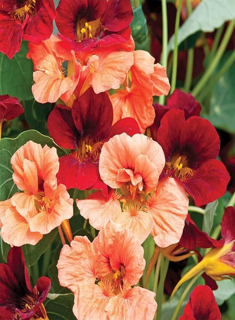 GGOOT 300Pcs Mix Nasturtium Seeds Easy to Care Entry Level Vine Flowers Rely on Rockery to Climb Grow Low Maintenance Planting Simple - Image 3