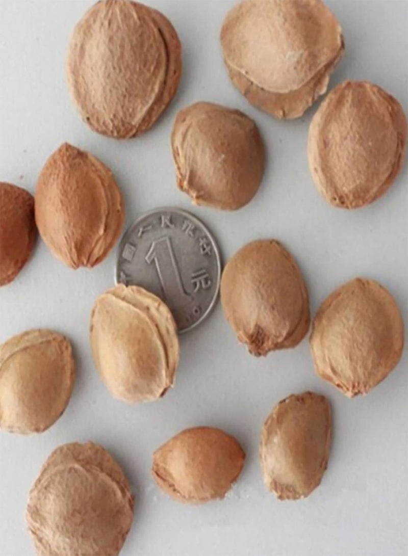 جي جوت 10 قطع بذور المشمش الحلو، شجرة فاكهة نادرة بونساي نبات ديكور حديقة المنزل لزراعة حديقة الفناء في الهواء الطلق 1 مقاس واحد - Image 2