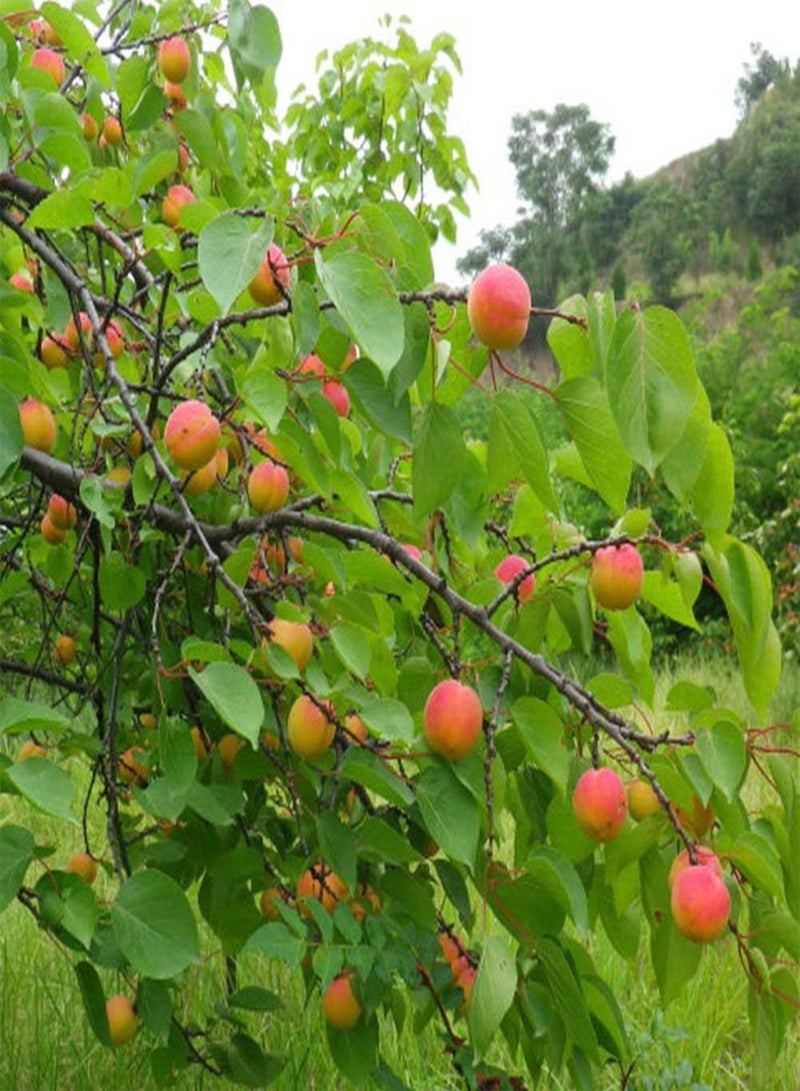 جي جوت 10 قطع بذور المشمش الحلو، شجرة فاكهة نادرة بونساي نبات ديكور حديقة المنزل لزراعة حديقة الفناء في الهواء الطلق 1 مقاس واحد - Image 1