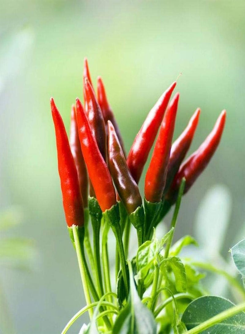 GGOOT 50pcs Pepper Seeds Gardening Decoration Beautiful Environment Garden Yard Planting Non-GMO Green Vegetables Easy Care Bring A Sense of Accomplishment - Image 1