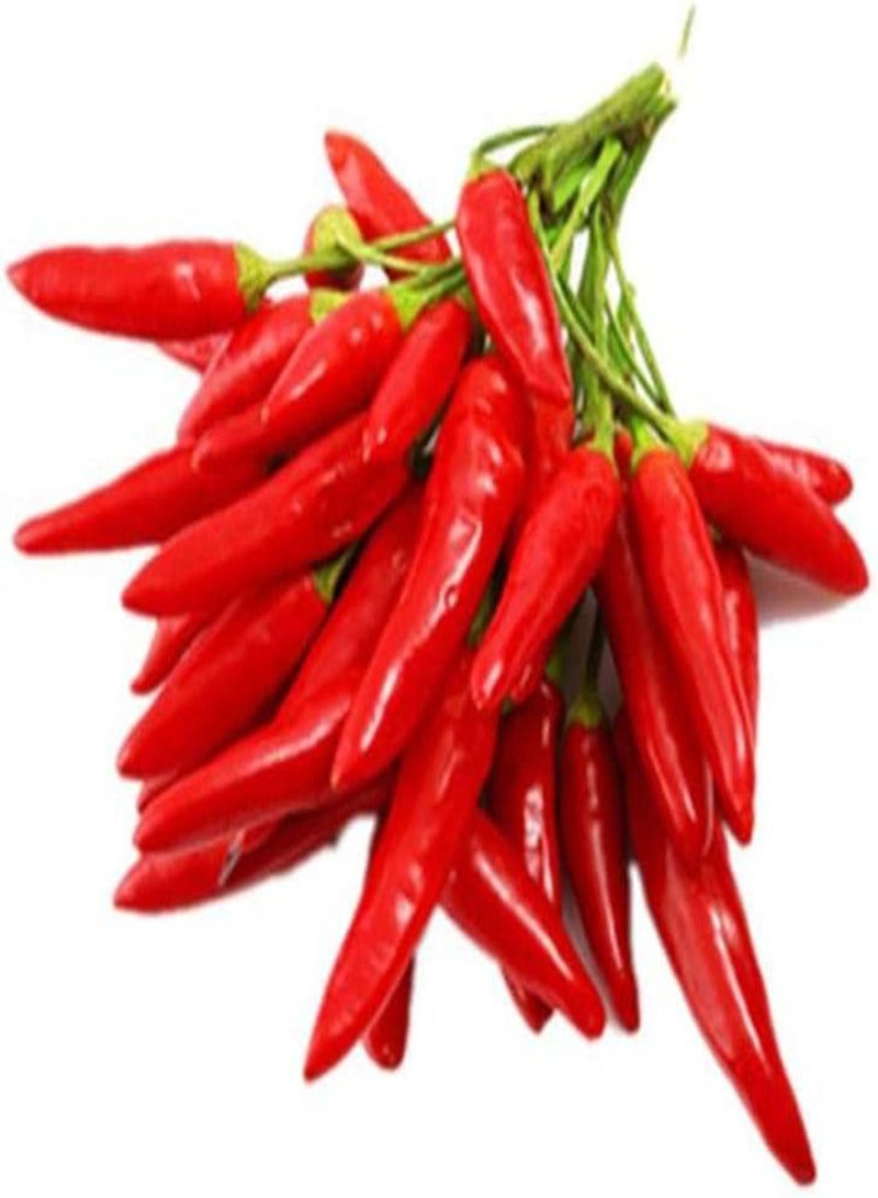 GGOOT 50pcs Pepper Seeds Gardening Decoration Beautiful Environment Garden Yard Planting Non-GMO Green Vegetables Easy Care Bring A Sense of Accomplishment - Image 2