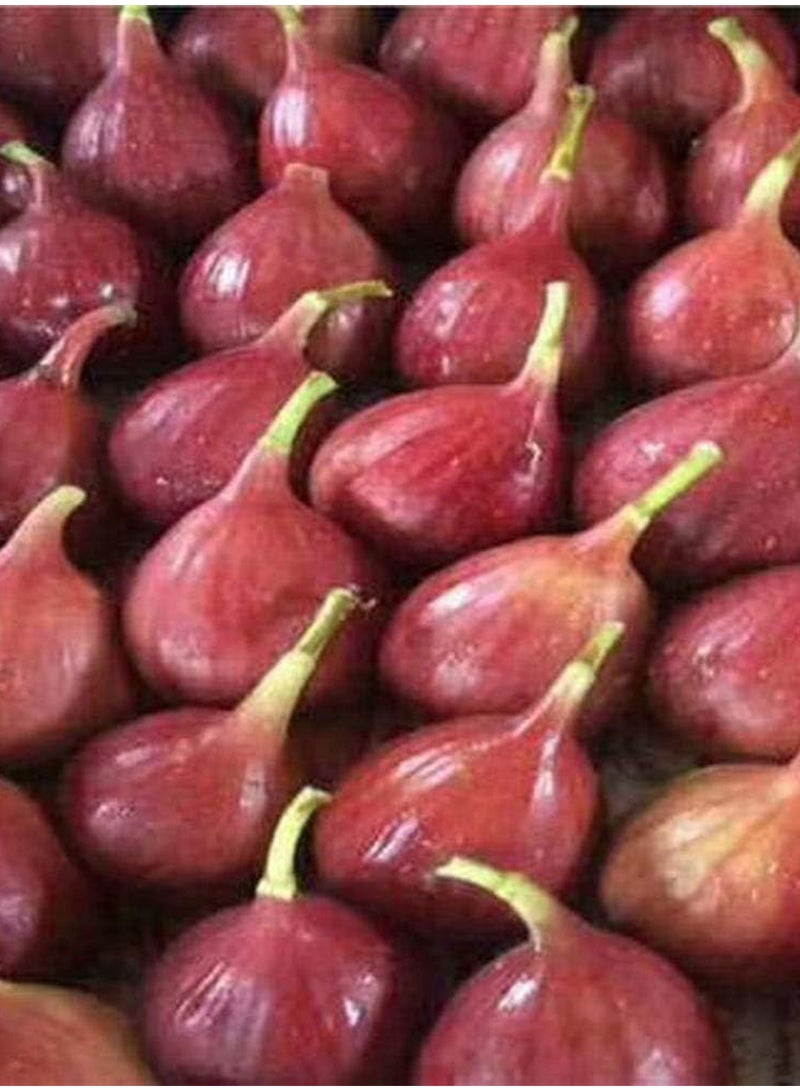 GGOOT 100pcs Fig Seeds  - Image 2