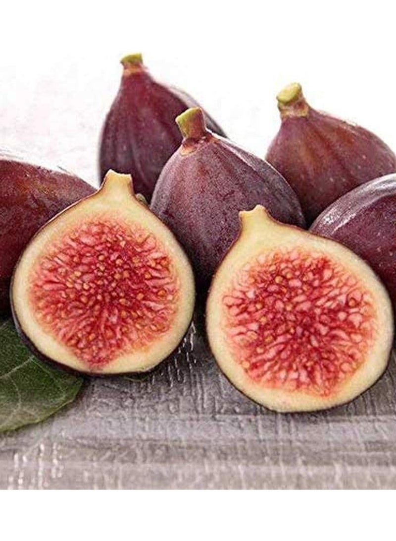 GGOOT 100pcs Fig Seeds  - Image 1