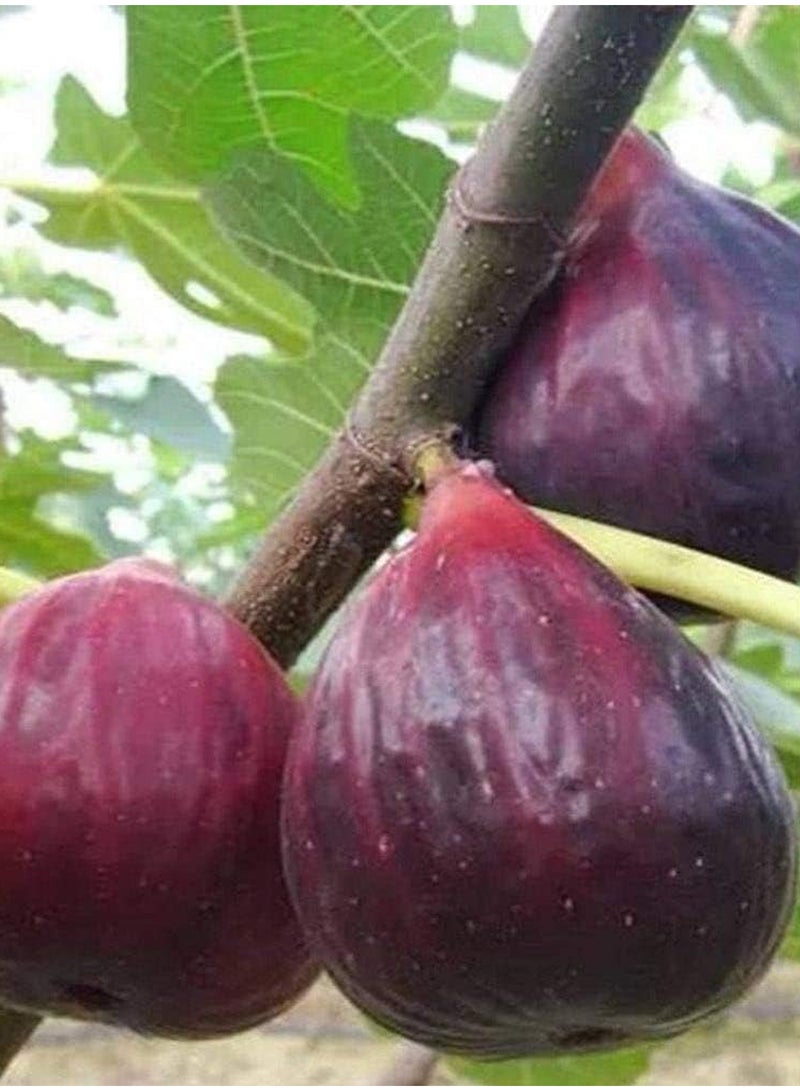 GGOOT 100pcs Fig Seeds  - Image 3