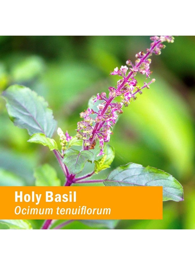 HERB PHARM Certified Organic Holy (Tulsi) Liquid Extract For Energy And Vitality Basil 4 Fl Oz - Image 4
