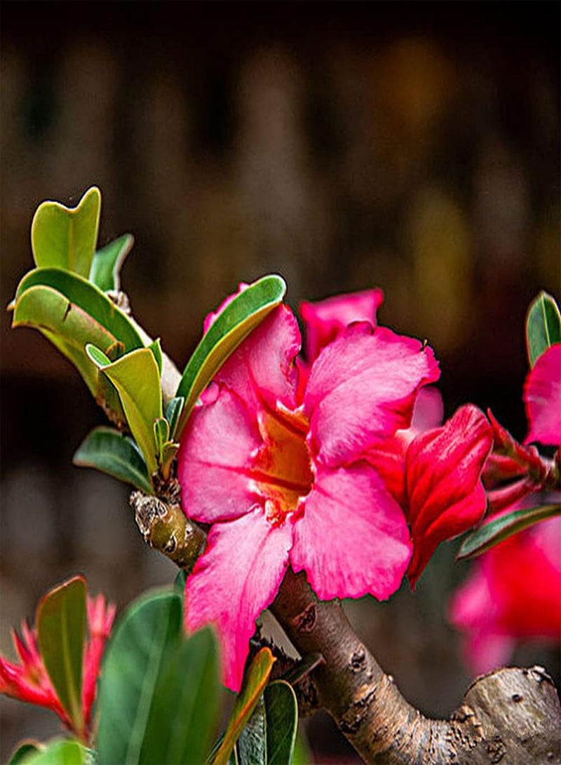 جي جوت 5 قطع من بذور وردة الصحراء، أزهار معمرة جميلة للزراعة في الداخل والخارج على الشرفة، زهرة حمراء مذهلة تضيف لونًا إلى الحديقة - Image 3