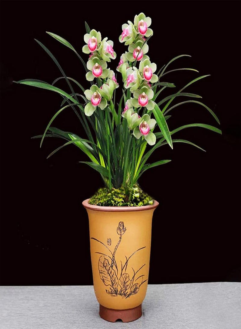 GGOOT Orchid Seeds Garden Perennial Flowering Plant Bonsai Potted Plant Seeds Fresh Orchid Seeds Decoration 5 - Image 4