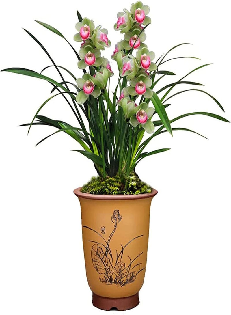 GGOOT Orchid Seeds Garden Perennial Flowering Plant Bonsai Potted Plant Seeds Fresh Orchid Seeds Decoration 5 - Image 5
