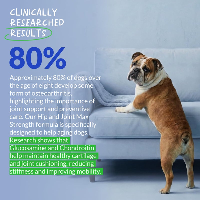 Coco and Luna Hip and Joint Support for Dogs - Max Strength - 90 Soft Chews - with Green Lipped Mussel, Glucosamine, Turmeric, Fish Oil, MSM and Yucca Schidigera. - Image 2