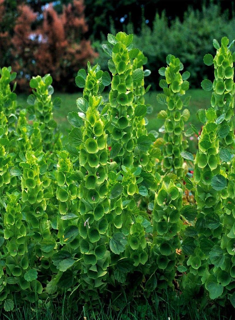 GGOOT Bells of Ireland - Moluccella laevis Flower Seeds, Also Known as Shellflower Home Garden Planting by Heavy Torch, 350 Seeds