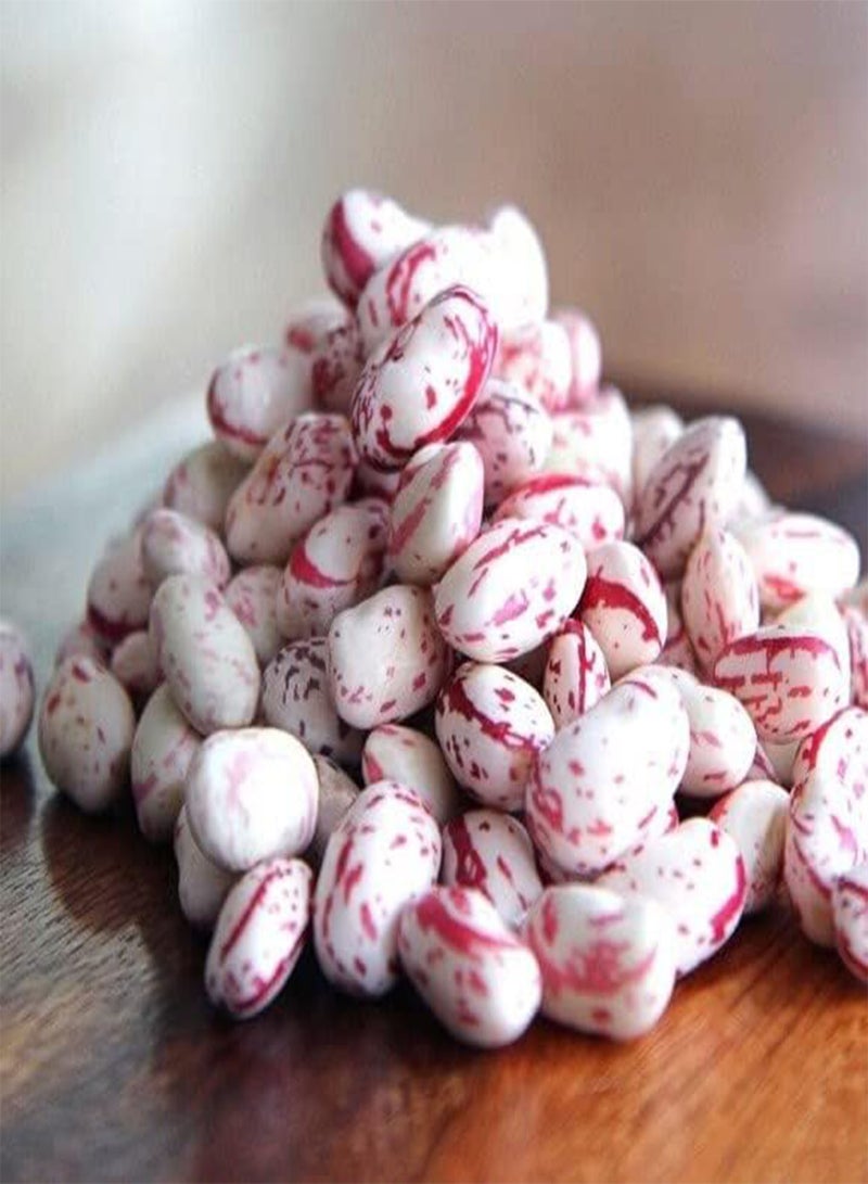 جي جوت بذور فاصوليا التوت البري الوردي - عبوة تحتوي على أكثر من 20 حبة - لعام 2024 (من إنتاج شركة دوارف تايلور البستانية) فول بورلوتي بينتو الإيطالي - Image 5