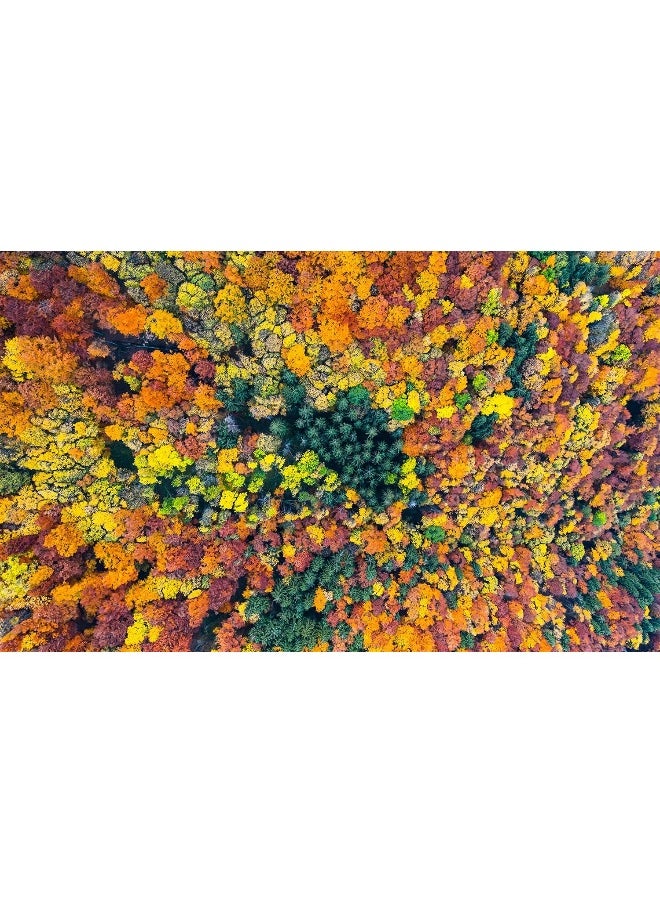 null - Trees: From Root to Leaf - Image 1