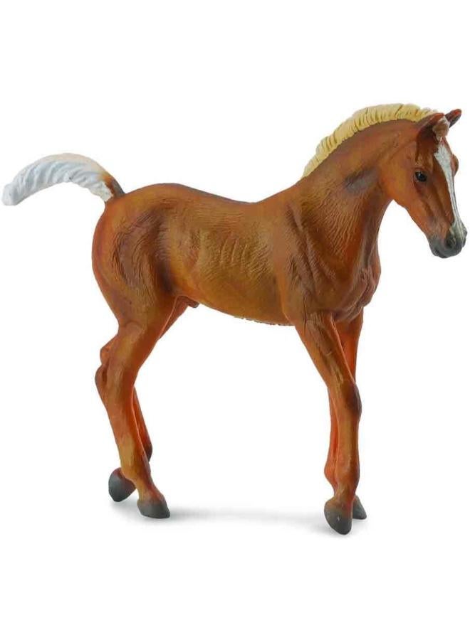 كوليكتا 88451 - مهر حصان تينيسي ووكينغ، لون كستنائي