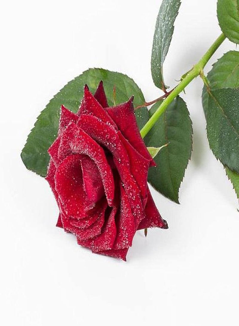 GGOOT 200pcs Mix Rose Seeds Have A Strong Fragrance of Roses and Bloom Once or Several Times A Year Don't Need Much Care Operation is Simple - Image 5