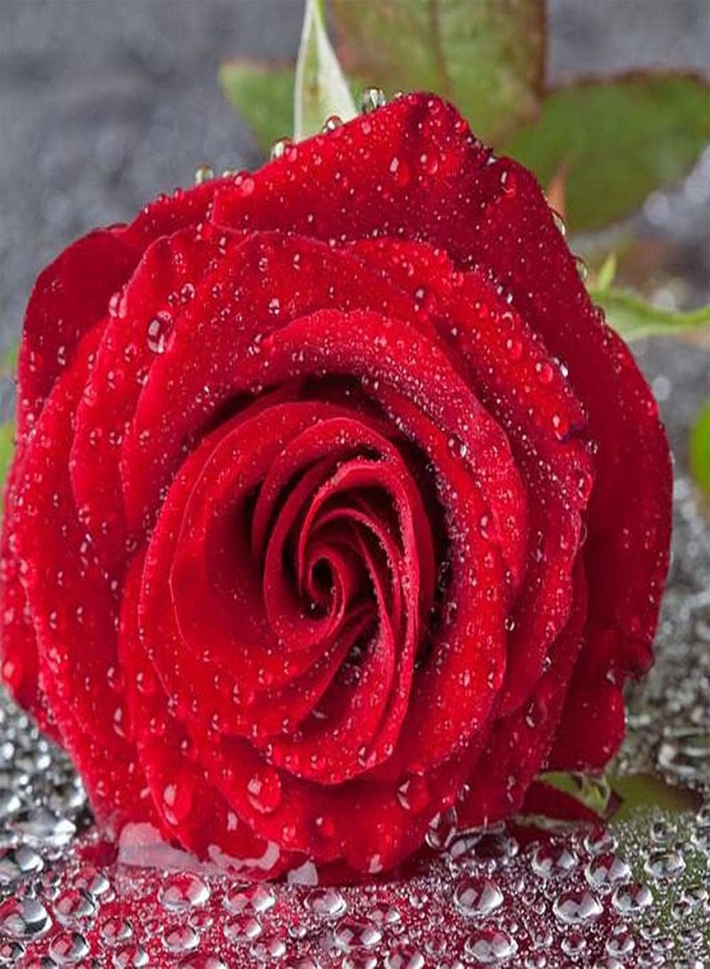 GGOOT 200pcs Mix Rose Seeds Have A Strong Fragrance of Roses and Bloom Once or Several Times A Year Don't Need Much Care Operation is Simple - Image 3