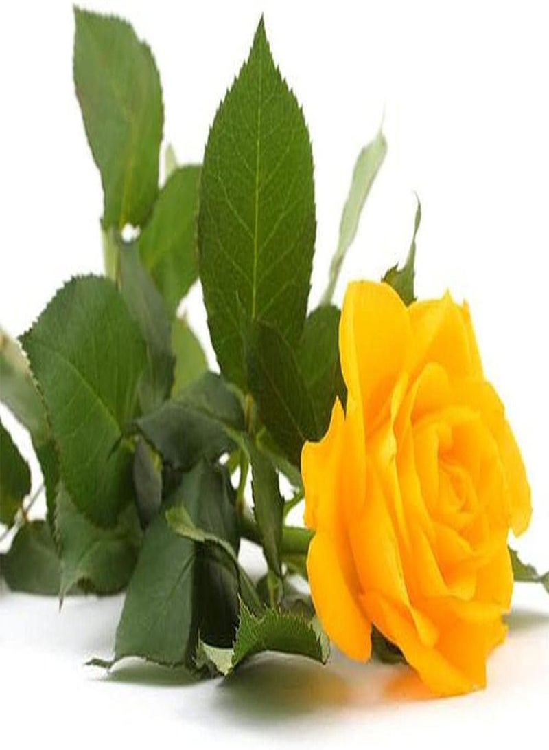 GGOOT 200pcs Mix Rose Seeds Have A Strong Fragrance of Roses and Bloom Once or Several Times A Year Don't Need Much Care Operation is Simple - Image 2