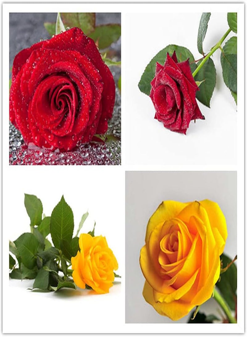 GGOOT 200pcs Mix Rose Seeds Have A Strong Fragrance of Roses and Bloom Once or Several Times A Year Don't Need Much Care Operation is Simple - Image 1