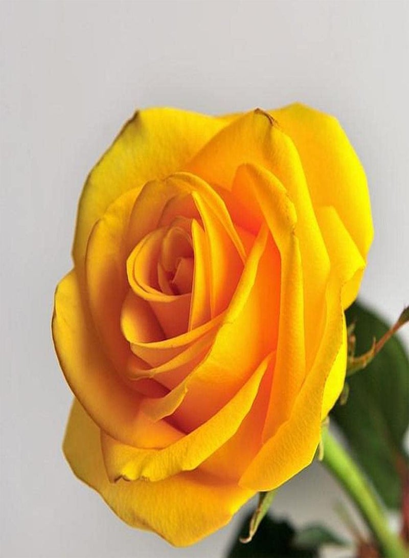 GGOOT 200pcs Mix Rose Seeds Have A Strong Fragrance of Roses and Bloom Once or Several Times A Year Don't Need Much Care Operation is Simple - Image 4