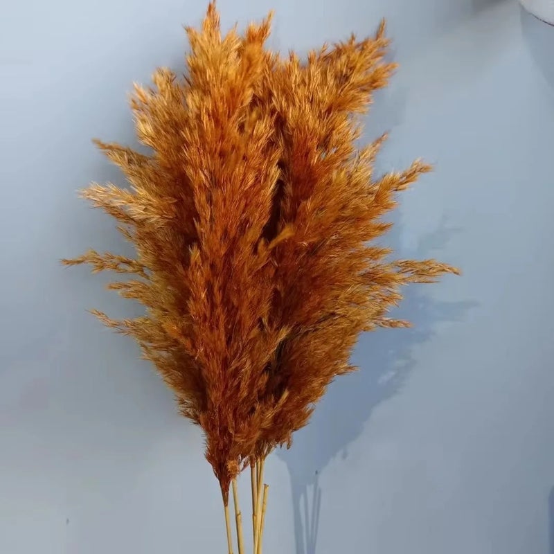 Bluejw Premium Dried Pampas Grass Reed Decor - Natural Tall Fluffy Plumes - Perfect for Home, Wedding & Boho Decorations - High Quality Dried Plants Supply - Image 1