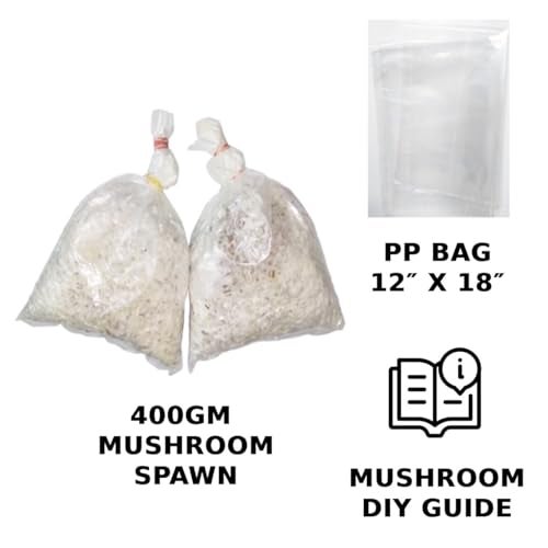 Gachwala Out of the Box Mushroom Growing Kit - (SPAWN 400 Gm + 2 PP BAGS), Oyster Mushroom Growing Kit, First Generation High Yield White Mushroom for Kitchen/Garden (Mushroom Grow Kit WITHOUT STRAW) - Image 2
