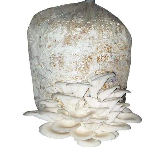 Gachwala Out of the Box Mushroom Growing Kit - (SPAWN 400 Gm + 2 PP BAGS), Oyster Mushroom Growing Kit, First Generation High Yield White Mushroom for Kitchen/Garden (Mushroom Grow Kit WITHOUT STRAW) - Image 1