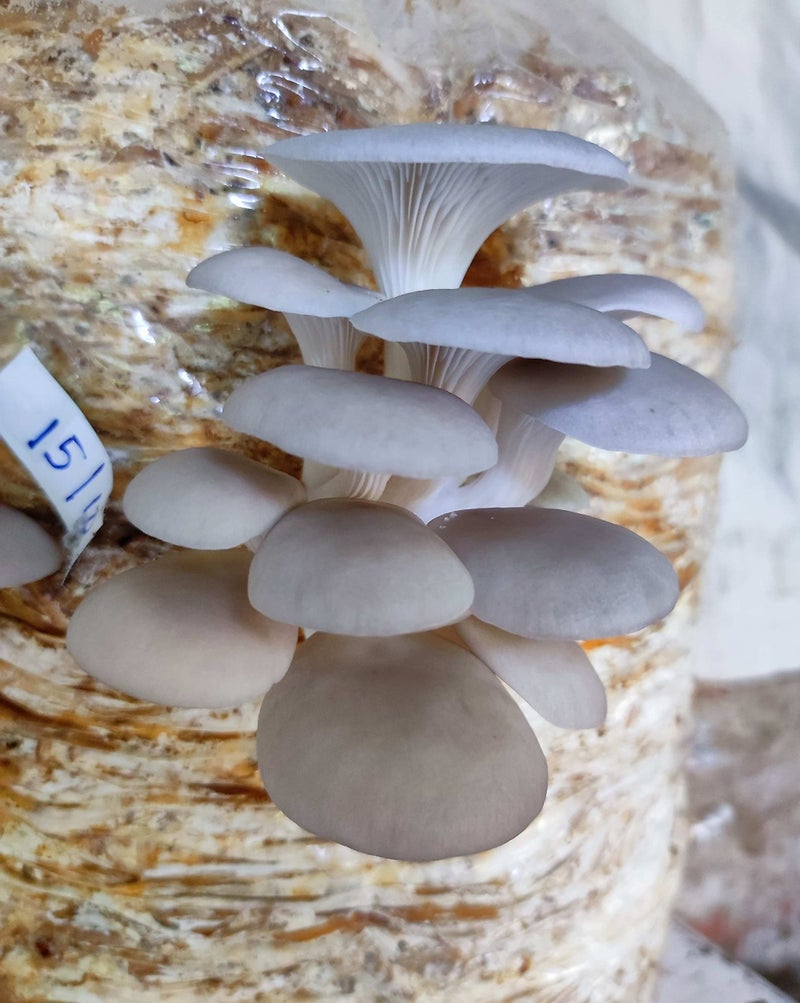 Gachwala Out of the Box Mushroom Growing Kit - (SPAWN 400 Gm + 2 PP BAGS), Oyster Mushroom Growing Kit, First Generation High Yield White Mushroom for Kitchen/Garden (Mushroom Grow Kit WITHOUT STRAW) - Image 4