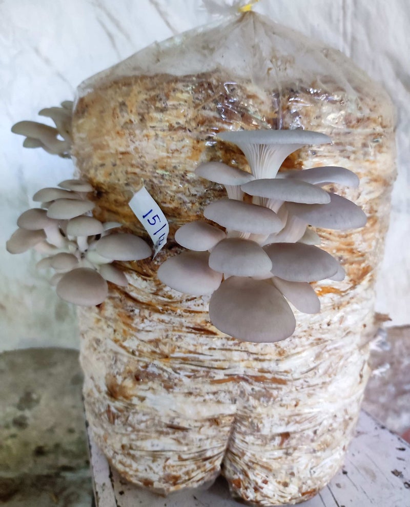 Gachwala Out of the Box Mushroom Growing Kit - (SPAWN 400 Gm + 2 PP BAGS), Oyster Mushroom Growing Kit, First Generation High Yield White Mushroom for Kitchen/Garden (Mushroom Grow Kit WITHOUT STRAW) - Image 5