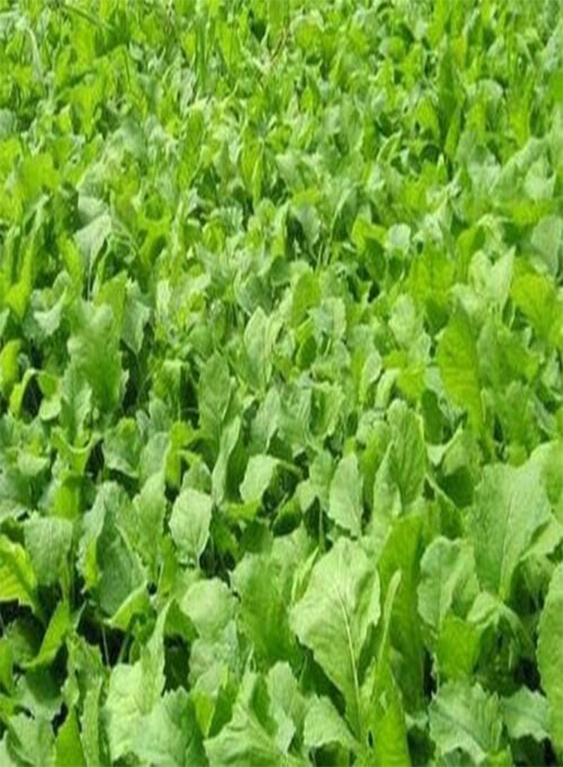 GGOOT Fresh Seeds - Athena Dwarf Essex Rape Seed - Fall Winter Honeybee Forage Seeds (1 Ounce (-+6.500))