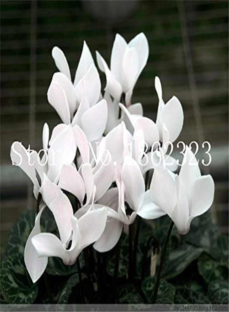 جي جوت بذور زهرة السيكلامين المعمرة الجديدة للزراعة، لونها أحمر، 100 قطعة - Image 3