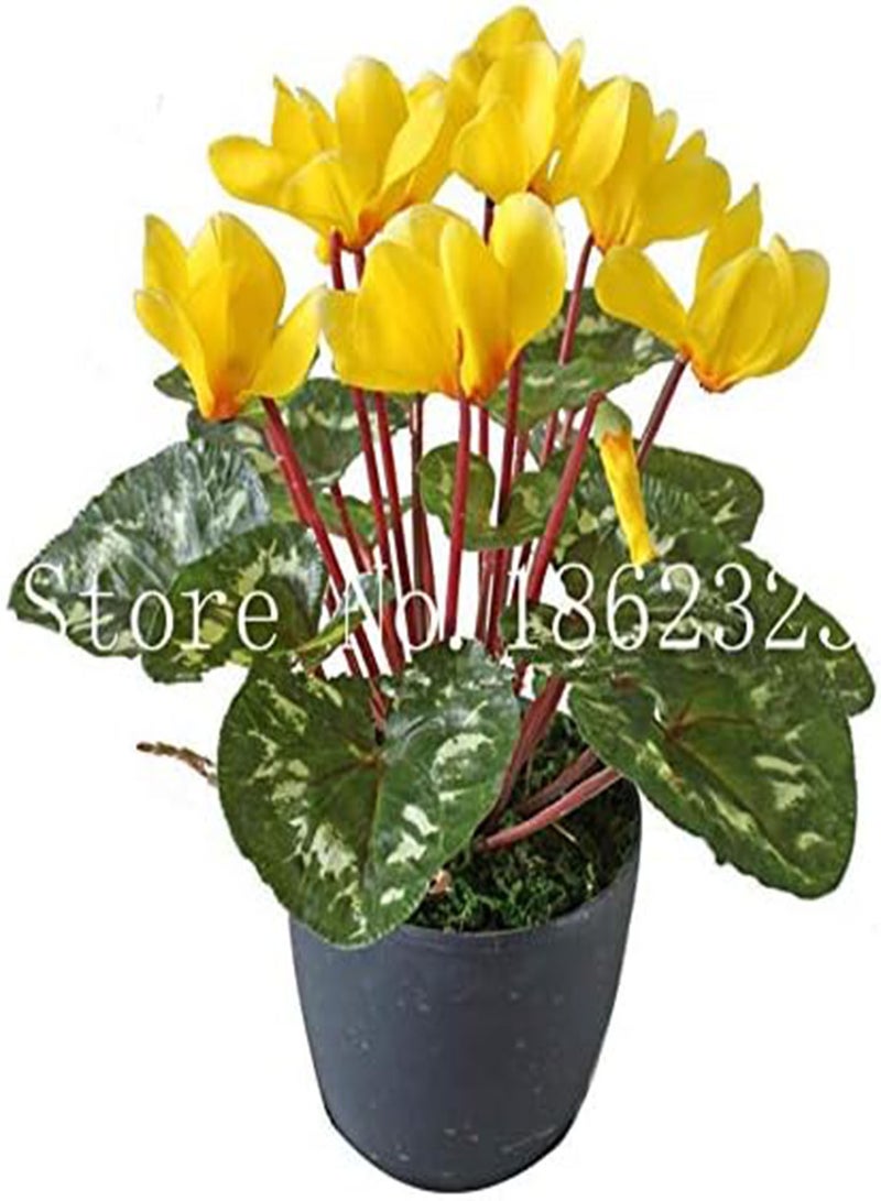 جي جوت بذور زهرة السيكلامين المعمرة الجديدة للزراعة، لونها أحمر، 100 قطعة - Image 4