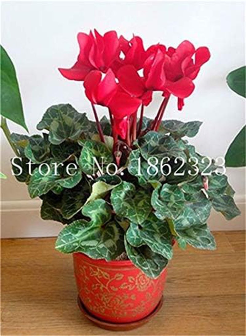 جي جوت بذور زهرة السيكلامين المعمرة الجديدة للزراعة، لونها أحمر، 100 قطعة - Image 1