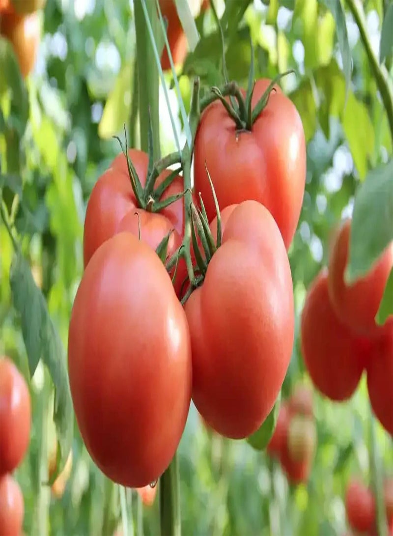 GGOOT 200Stück Tomatensamen für Hausgärten Außenterrasse Landwirtschaft wartungsarm genießen Sie die Freude am Ernten für Anfänger Anfänger Gärtner - Image 1